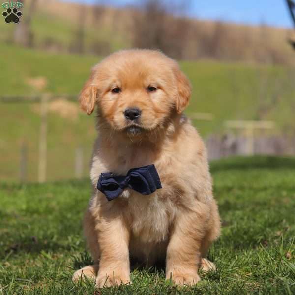 Ross, Golden Retriever Puppy